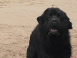 Quiberon - Droles de chiens sauveteurs en mer - TV Quiberon 24/7