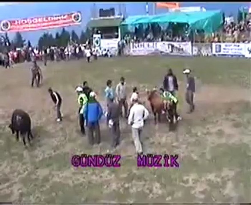 Kafkasör Festivali Boğa Güreşleri 2012-Ayak Final Güreşi