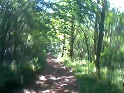 Sangliers qui sautent à mes pieds