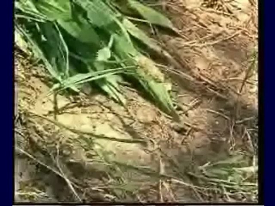 Gürcüce Okuma-Yazma Dersleri 5