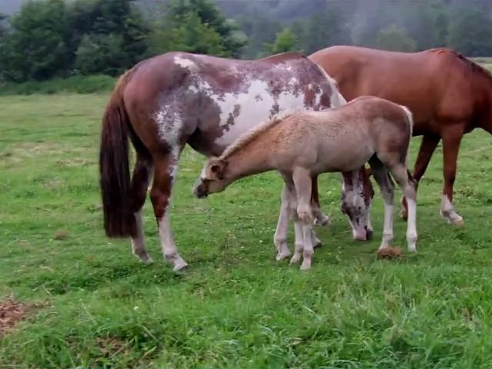 Cody ,poulain Paint Horse palomino solid 7juillet2012