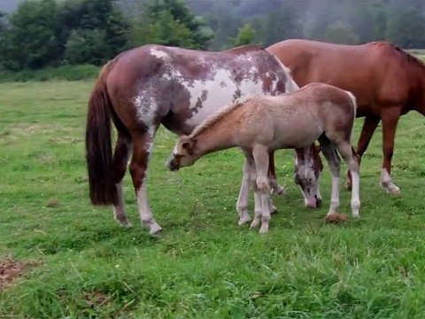 Cody ,poulain Paint Horse palomino solid 7juillet2012