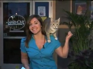 Reporter Gets Owned By A Stray Cat During Live News