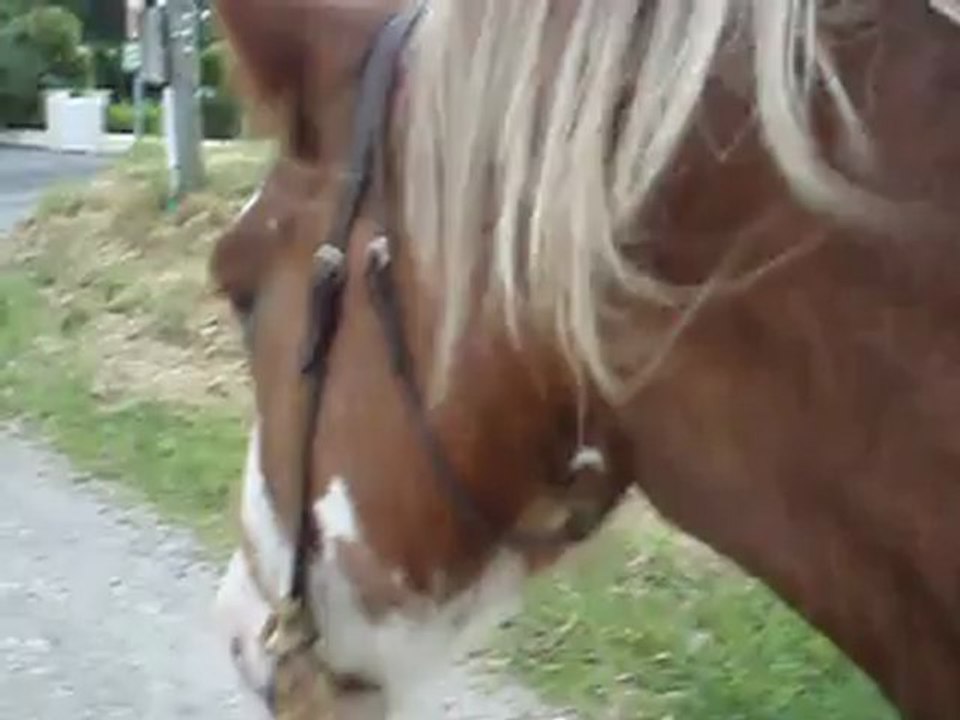 Salsa retour au champ