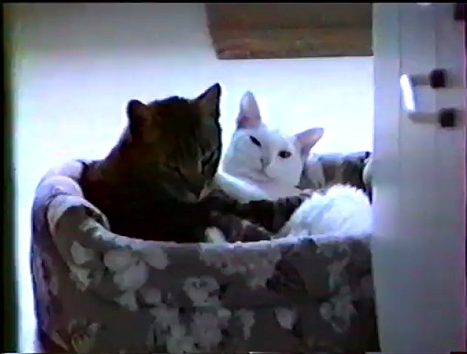 chats