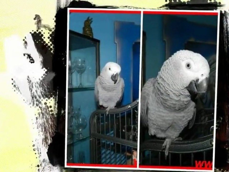 Rudi unsere Kongo Graupapagei und Esszimmer. http://www.Fella.de