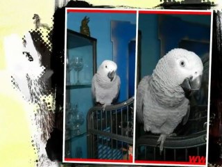 Rudi unsere Kongo Graupapagei und Esszimmer. http://www.Fella.de