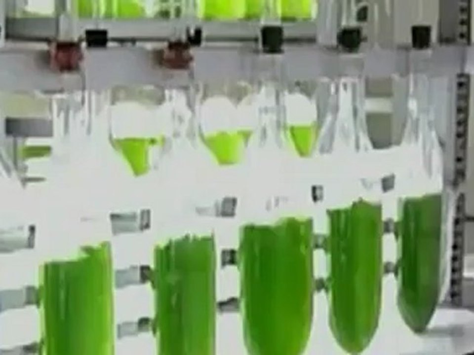 Chlorella and Spirulina