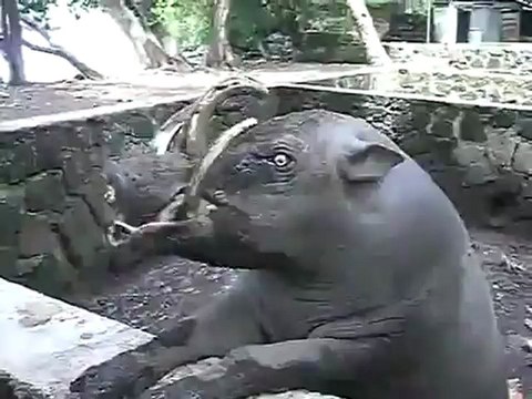 Бабирусса - индонезийская свинья