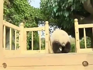 Детишки панды катаются на горке