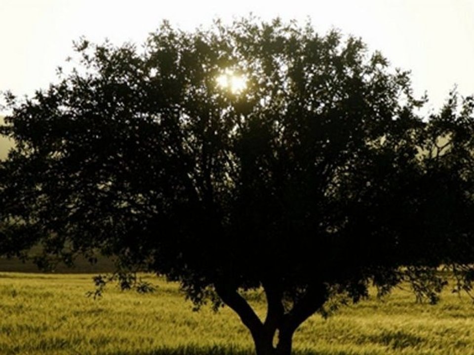 Musa Eroğlu - 2012 (Güzel Dost)