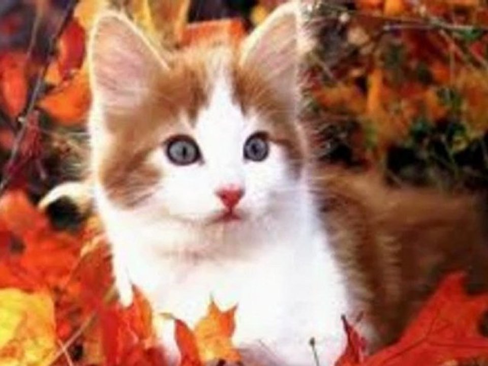 Mon film de chat.wmv avisteste