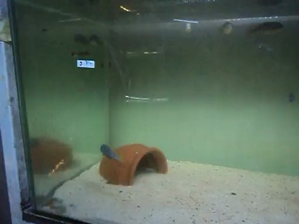 Afra Jalo Reef damızlık 7 temmuz2012