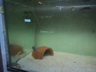 Afra Jalo Reef damızlık 7 temmuz2012