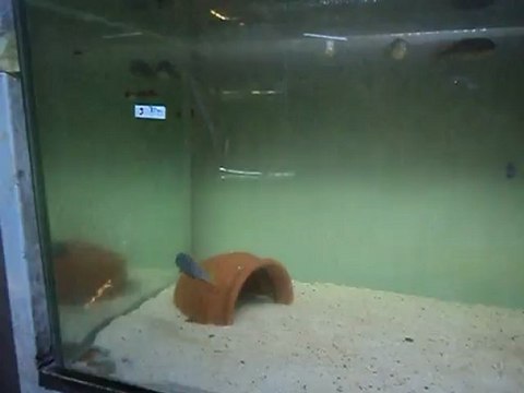 Afra Jalo Reef damızlık 7 temmuz2012