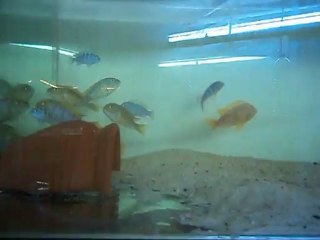 Kenyi damızlık 7 temmuz 2012