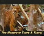 Sundarbans Tiger-Visit the Sundarban with Us The Mangrove Tours & Travel.