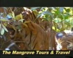 Sundarbans Tiger - Visit The Sundarban With Us The Mangrove tours & Travel.