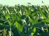 Corn crisis: Crops suffer severe worm damage