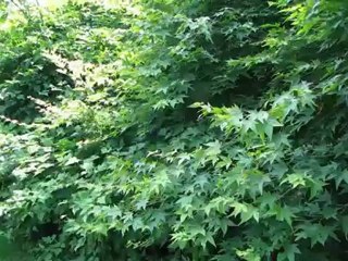 Director's Cut Apple Thunderbolt Cable Unboxing Results with Speed Up Effect Linus Cat Tips