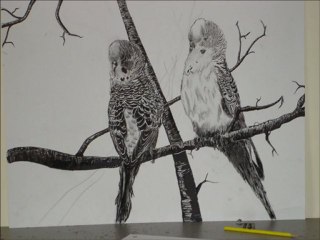 Dessin couple de perruches