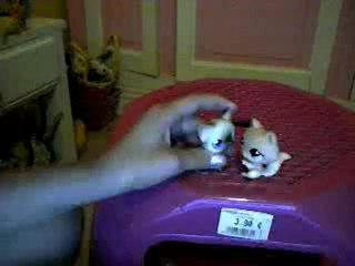 Petshop : la dispute entre Valentine ( La rose ) et Amandine ( La gris )  !!! :D