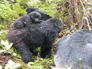 Volcanos National Park, Rwanda