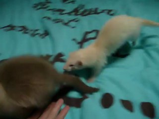 les démons en délir (J+57)