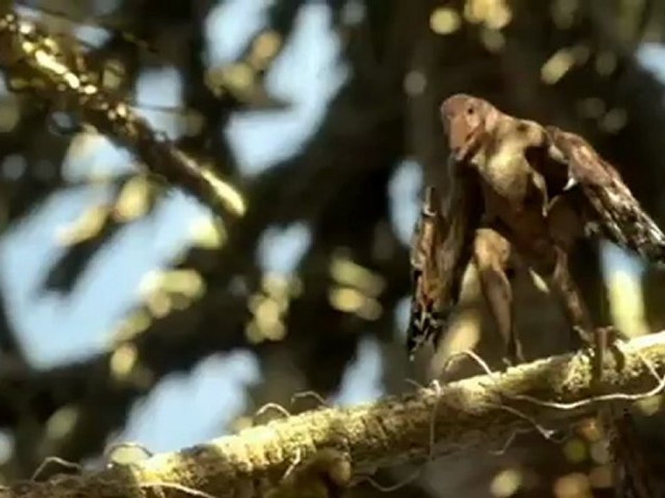 Terra X - Dino-Planet (3) Gefiederte Drachen - ZDF (08.07.2012)