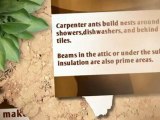 Carpenter Ants Are Big Problems Waiting to Happen! - Columbia Pest Control