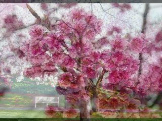 (Up on) Cherry Blossom Road performed by Dana-Perry Hayes / Steve Brownlee