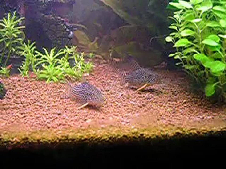 Mes corydoras Sterbaï