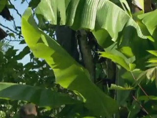 tufek mikrop celik -  (1)