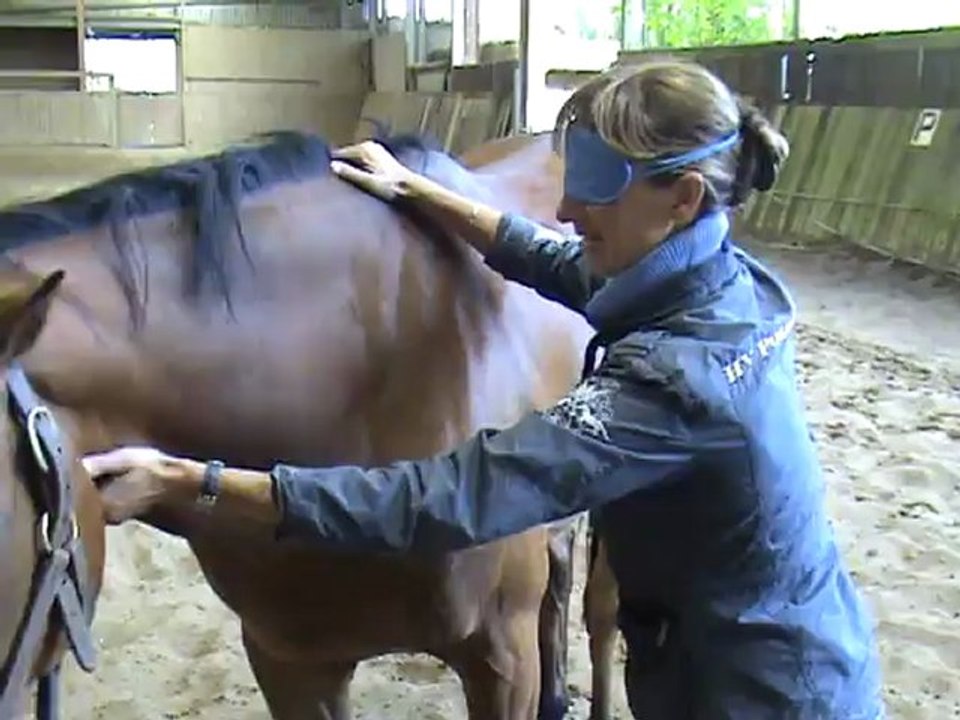Equicoaching - Formation au leadership grâce à la relation homme/cheval