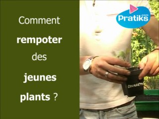 Comment rempoter des jeunes plants ? Jardin