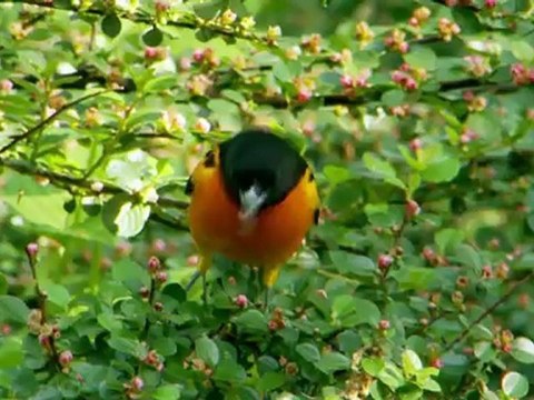 HBO Documentary Films: Birders: The Central Park Effect & The Tsunami and the Cherry Blossom Trailer