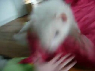 alouqua en folie (J+68)