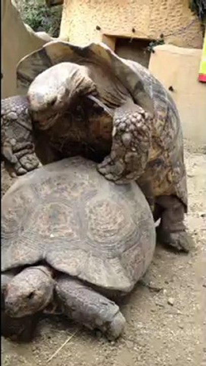 Tortues qui s' éclatent !