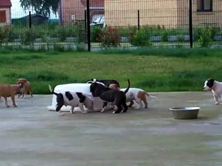 Puppies 5 Weeks Angels Of Paradise (1)