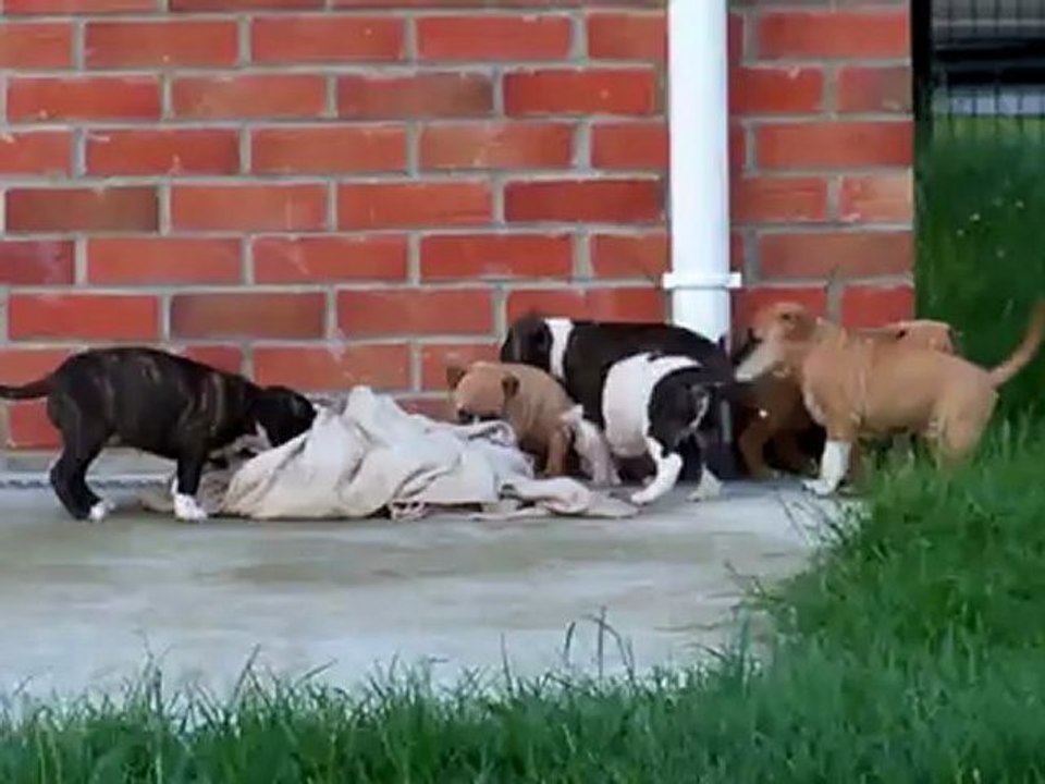 Puppies 5 Weeks Angels Of Paradise (2)