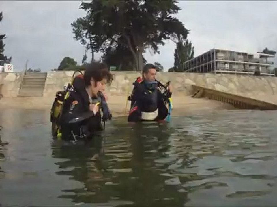 hippocampes