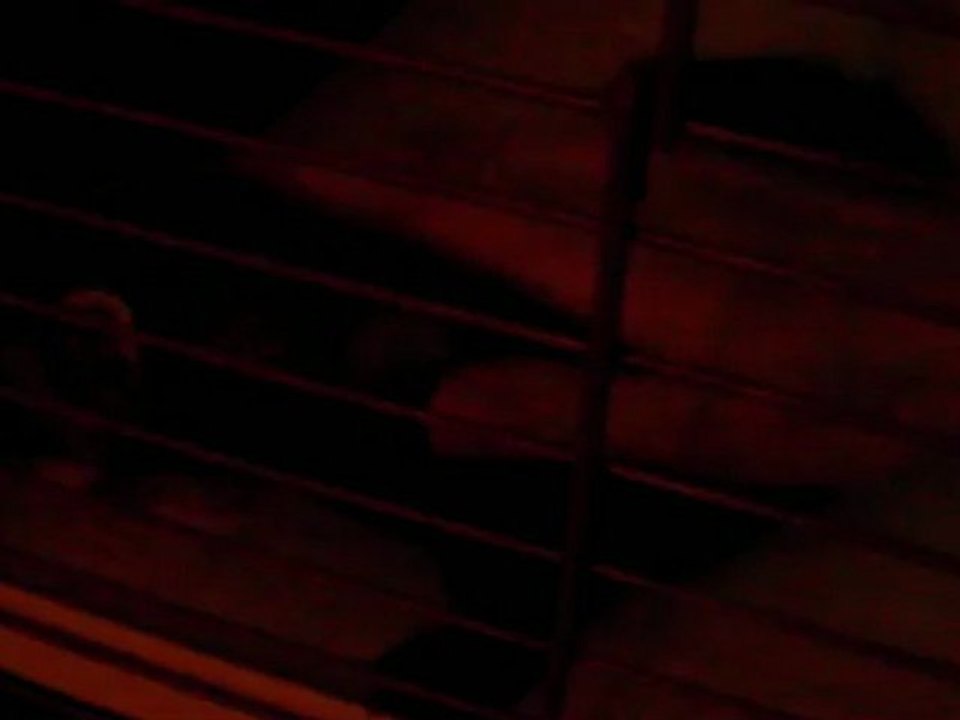 Penny, agressivité lors des repas