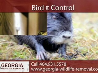 Raccoon Removal in Alpharetta, GA - Call 404.931.5578