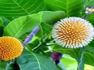 Alpana Bandopadhyay - Ami Alpana Enke Jai .