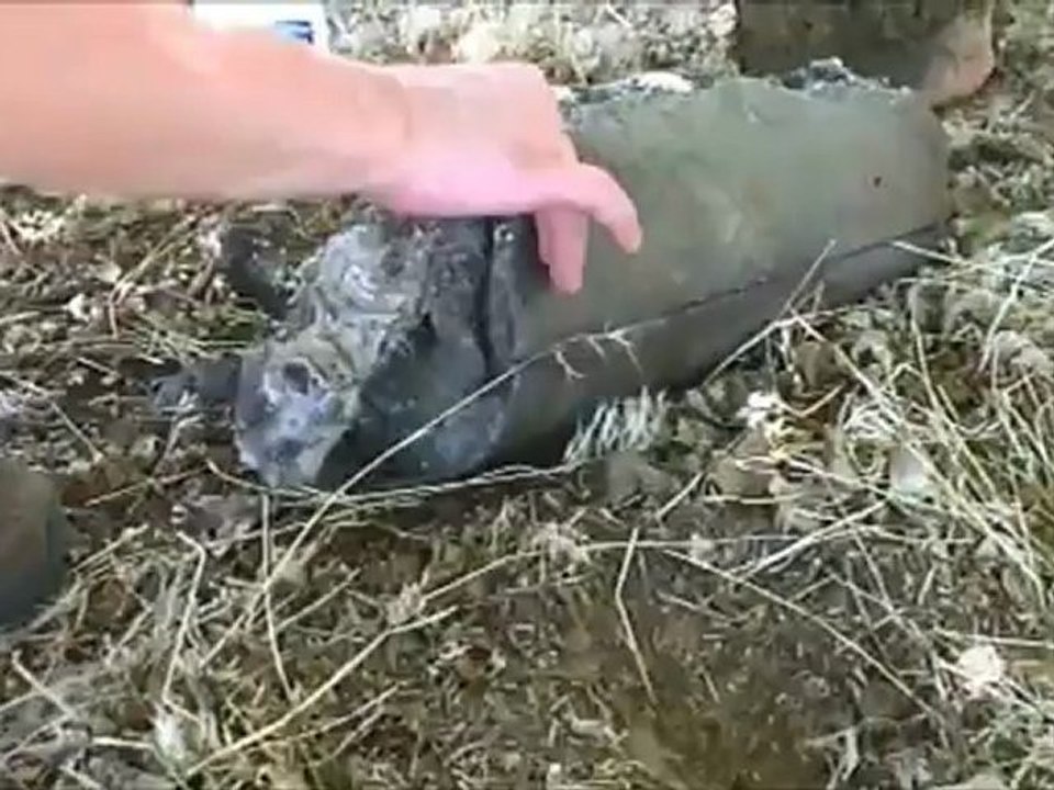 Le plus triste sauvetage d'un chaton