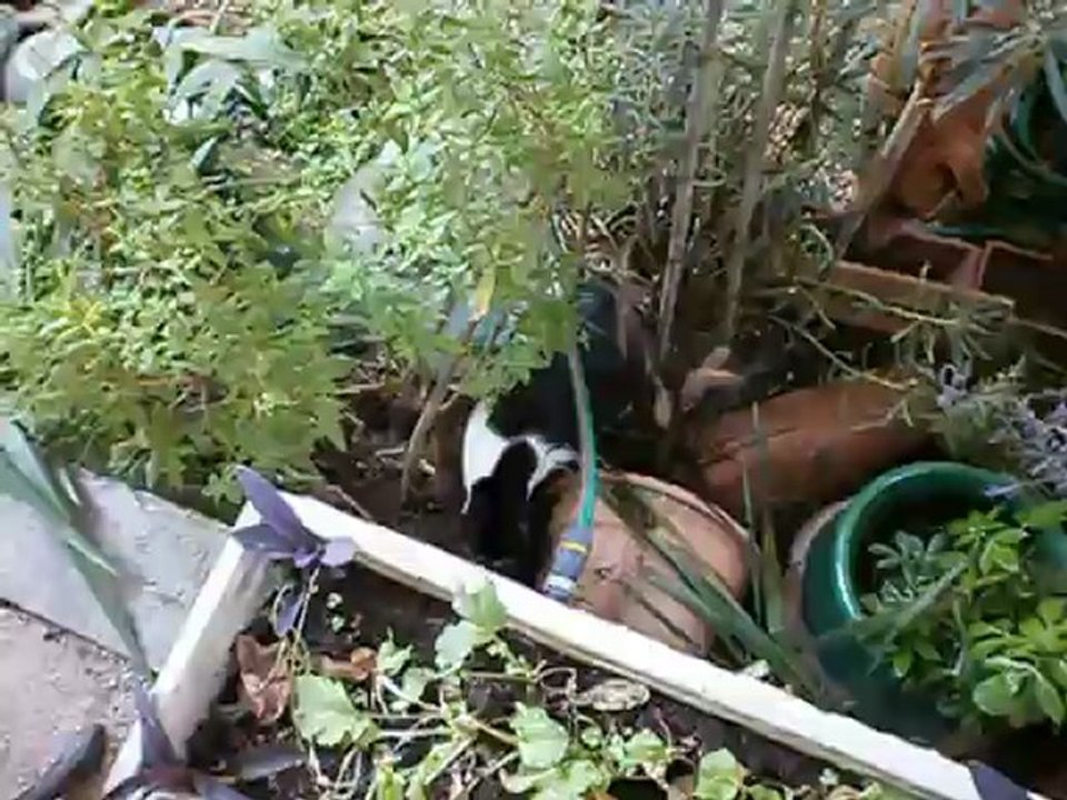 Redden le 10-07-12 dans le jardin n° 5