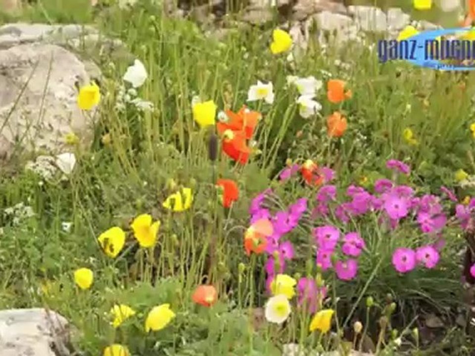 Wanderung zum Alpenblumengarten auf dem Kitzbüheler Horn