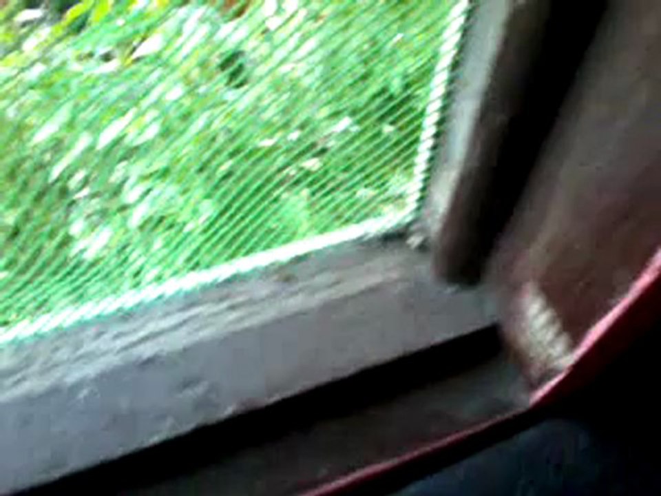 6i Hottentotta hottentotta and 7i Rhopalurus junceus feeding video