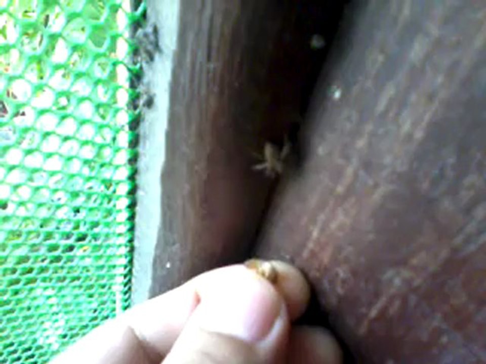 Jumping spider - hand feeding 1 - failed