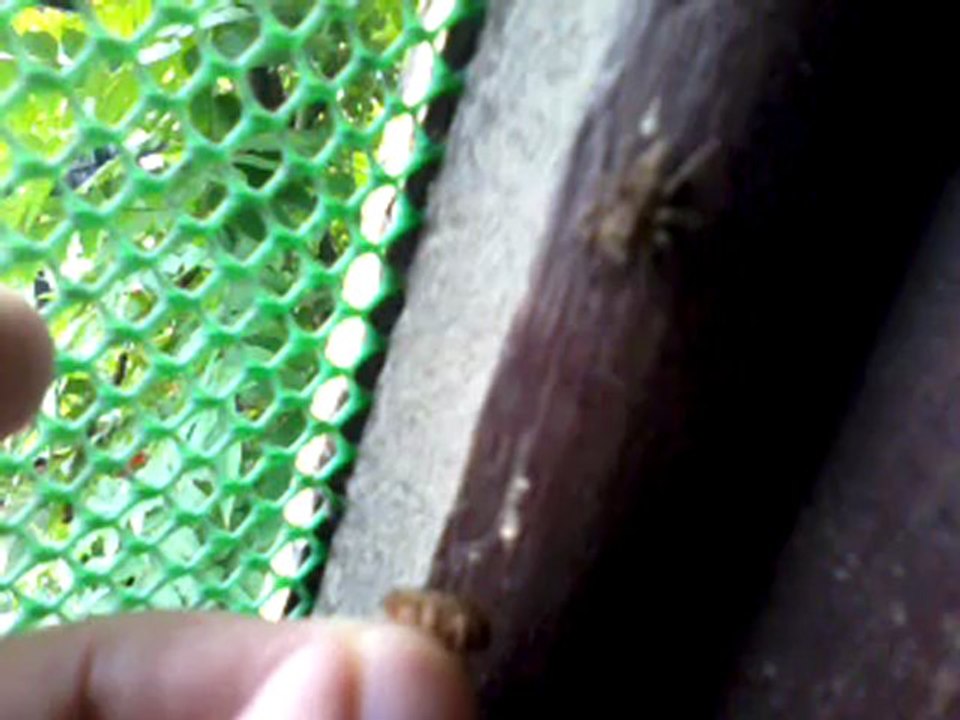 Jumping spider - hand feeding 3 - failed